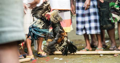 plasada meaning in tagalog|How The Sabong System Works .